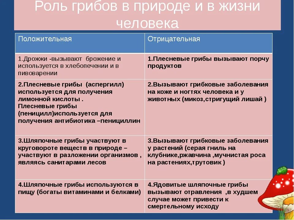 Каково значение дрожжей в жизни человека впр. Роль грибов в природе положительные и отрицательные. Положительная и отрицательная роль грибов. Роль грибов в природе и жизни человека. Отрицательное значение дрожжей.