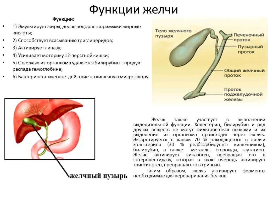 Желчный пузырь как удалить желчь. Строение тела желчный пузырь. Функции печени и желчного пузыря. Функции печеночной желчи. Функции желчного пузыря в организме человека.