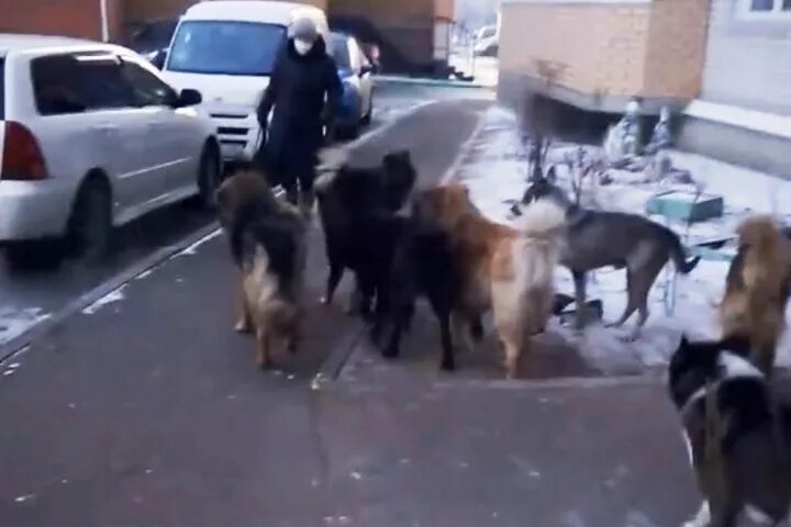 Стая собак. Стая собак бежит. Бродячие собаки. Стаи собак в городе. Свора собак бежит.