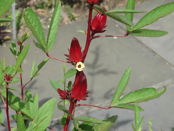 Каркаде как выглядит цветок Buy Herb Hibiscus Sabdariffa Semente 60pcs Plant Roselle Flower For Mei Gui Jia-