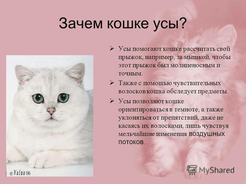 Делаем кошке усы. Для чего кошке усы. зачем кошка. почему у кошек усы. зачем кошке усики.