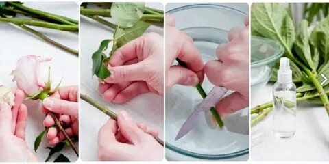 Как продлить жизнь букету