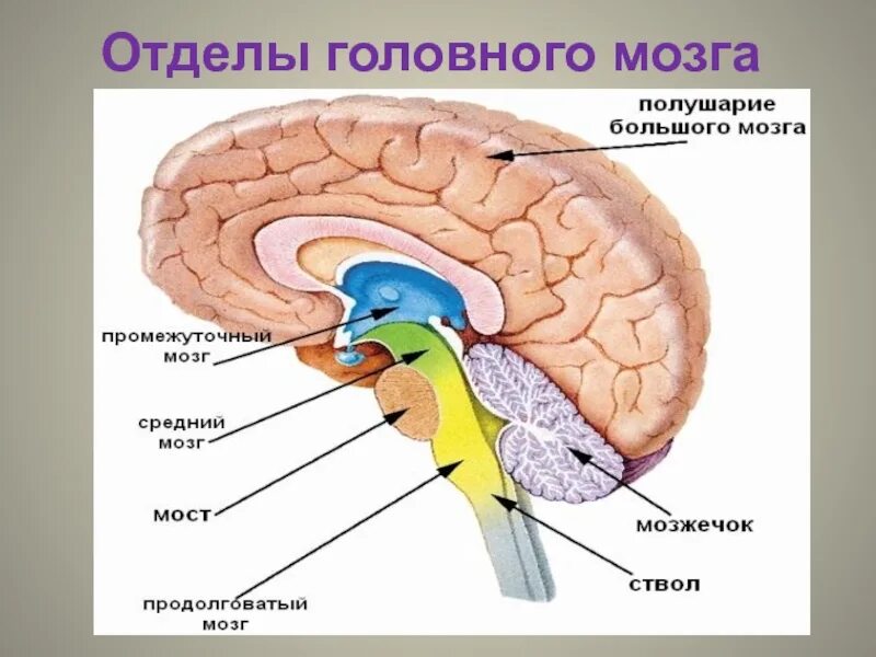 Укажите название отделов мозга. Название отделов головного мозга. Головной мозг и его отделы. Строение отделов головного мозга. Отделы головного мозга схема.