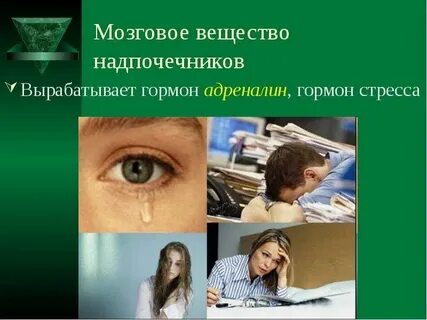 Какой гормон продуцируют надпочечники