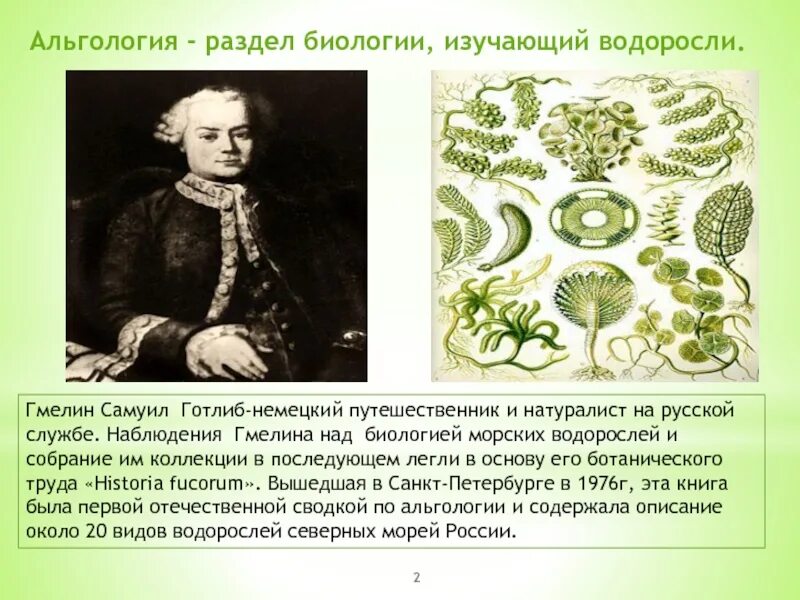 Гмелин Самуэль Готлиб 1745-1774. Самуэль Готлиб Гмелин на Кубани. Раздел биологии изучающий водоросли.