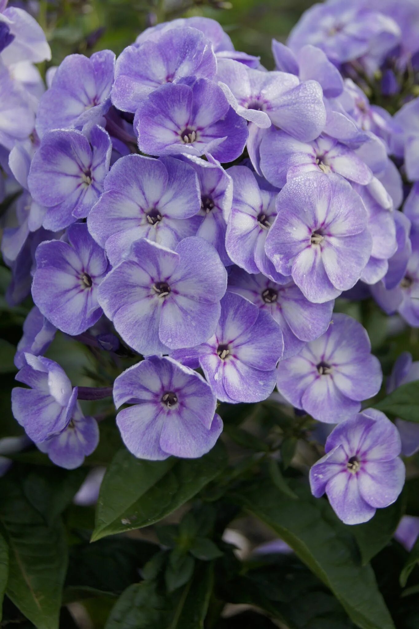 Юник олд. Флокс юник олд пурпл. Флокс юник олд пинк. Флокс younique. Флокс юник олд церизе.