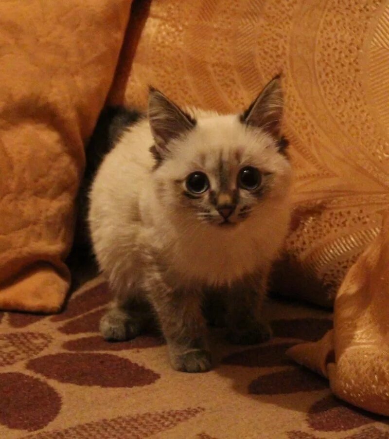 Породистые котята в добрые. Котята в добрые руки. Красивые породистые котята в добрые руки. Породистый котенок в добрые руки москва. Породистые котята в добрые.
