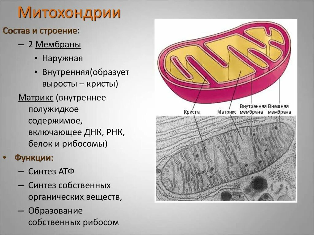 Записать строение митохондрии. Строение Крист митохондрий. Состав и строение митохондрии. Митохондрии состав строение и функции. Мембрана митохондрий.