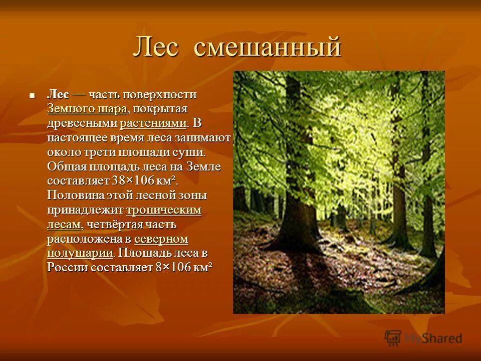 Какие леса занимают. Какие леса занимают