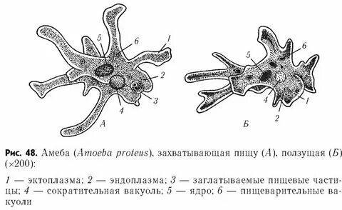 Из пищи амеба получает