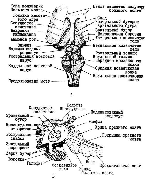 Средний и промежуточный мозг строение. Промежуточный мозг анатомия строение. Промежуточный мозг схема. Схема строения промежуточного мозга. Промежуточный мозг анатомия схема.