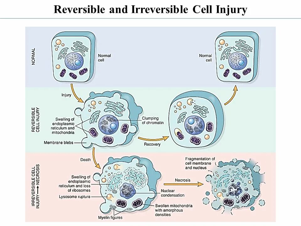 Changing cells