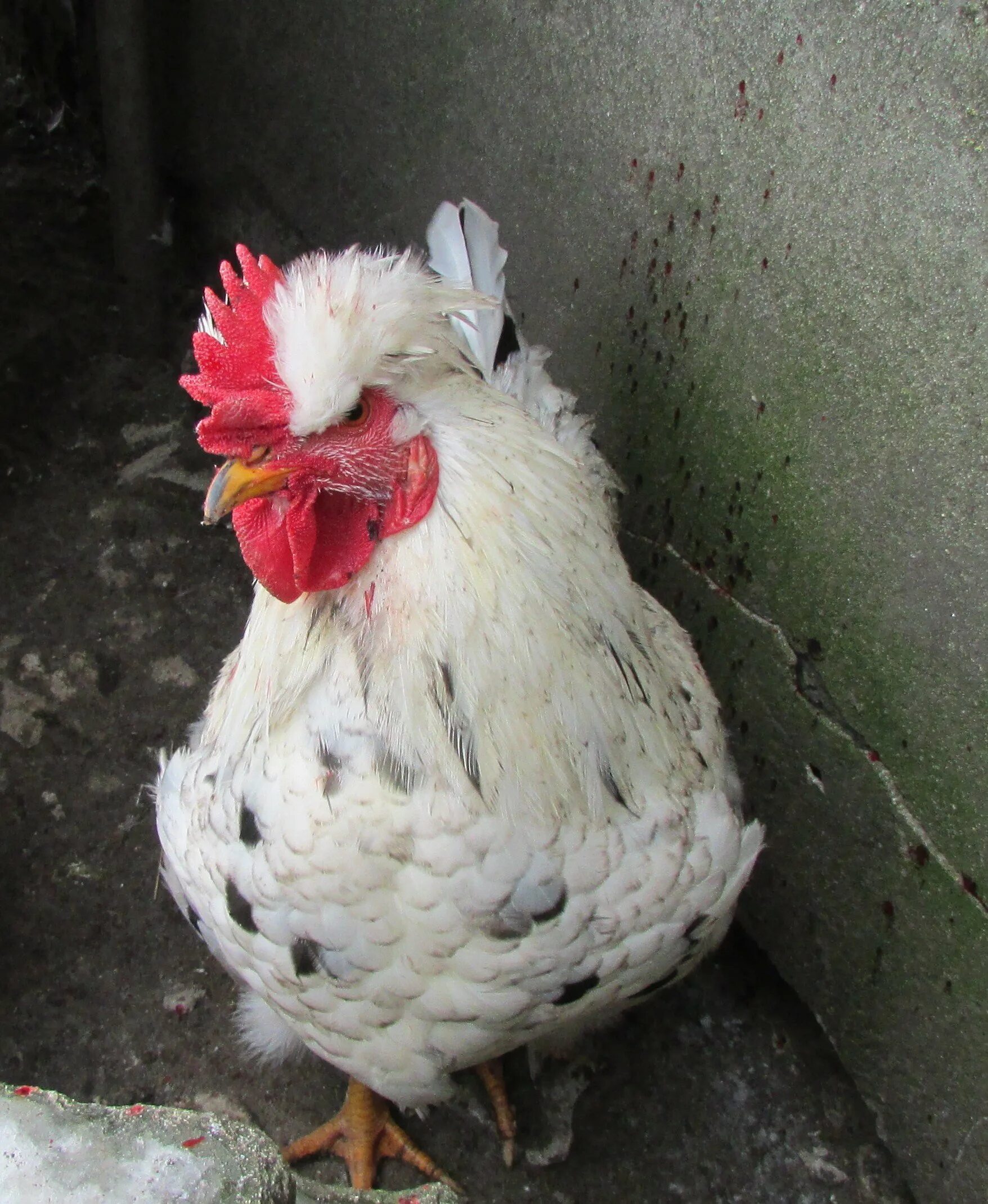 курочка хохлатка. курочки хохлатки породы. куры хохлатка русская. куры хохлатка русская. русская хохлатая.