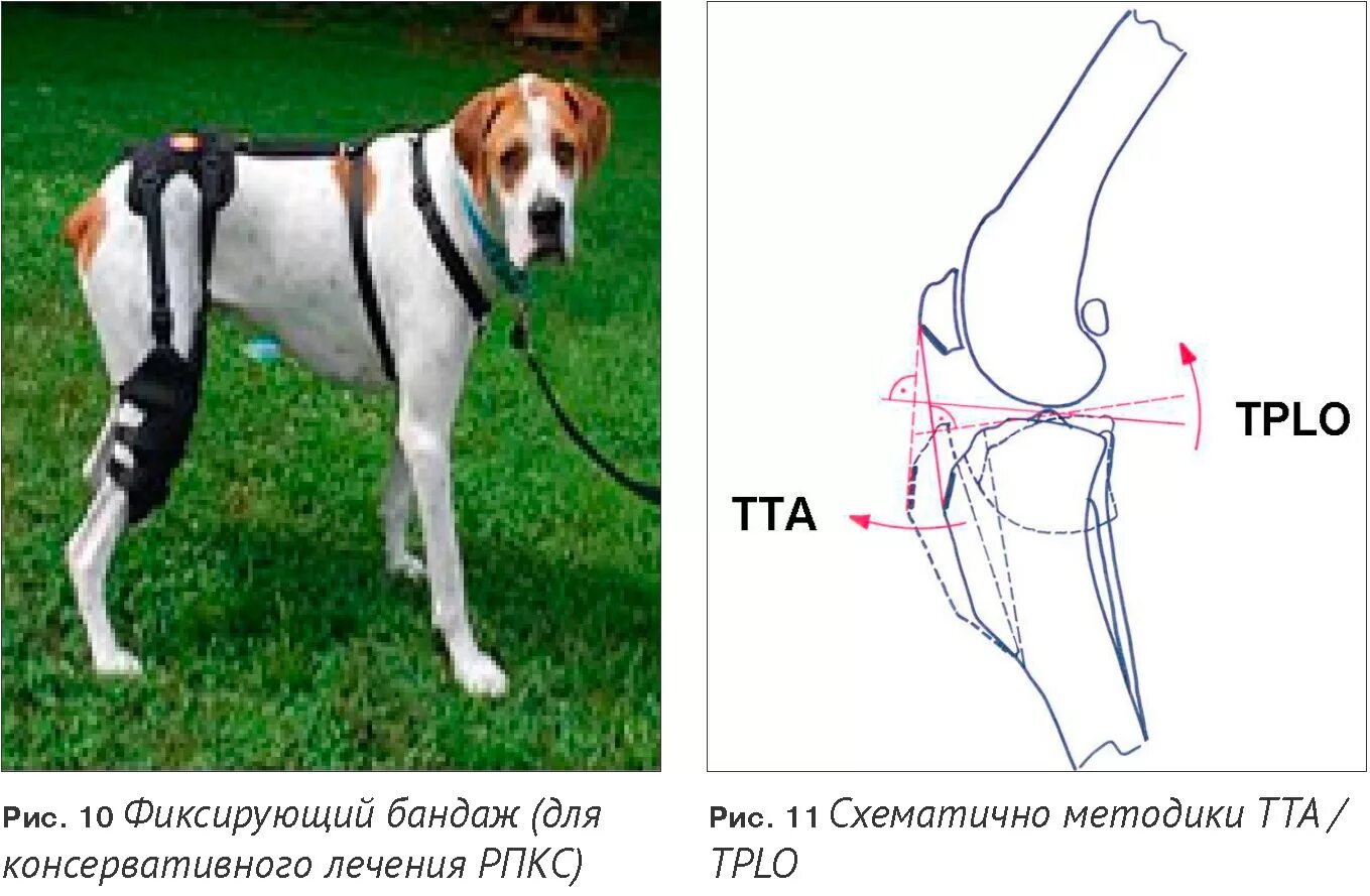 Фиксация коленного сустава у собак. ПКС коленного сустава у собак. Фиксация сустава у собак. Ортез на коленный сустав собаке.
