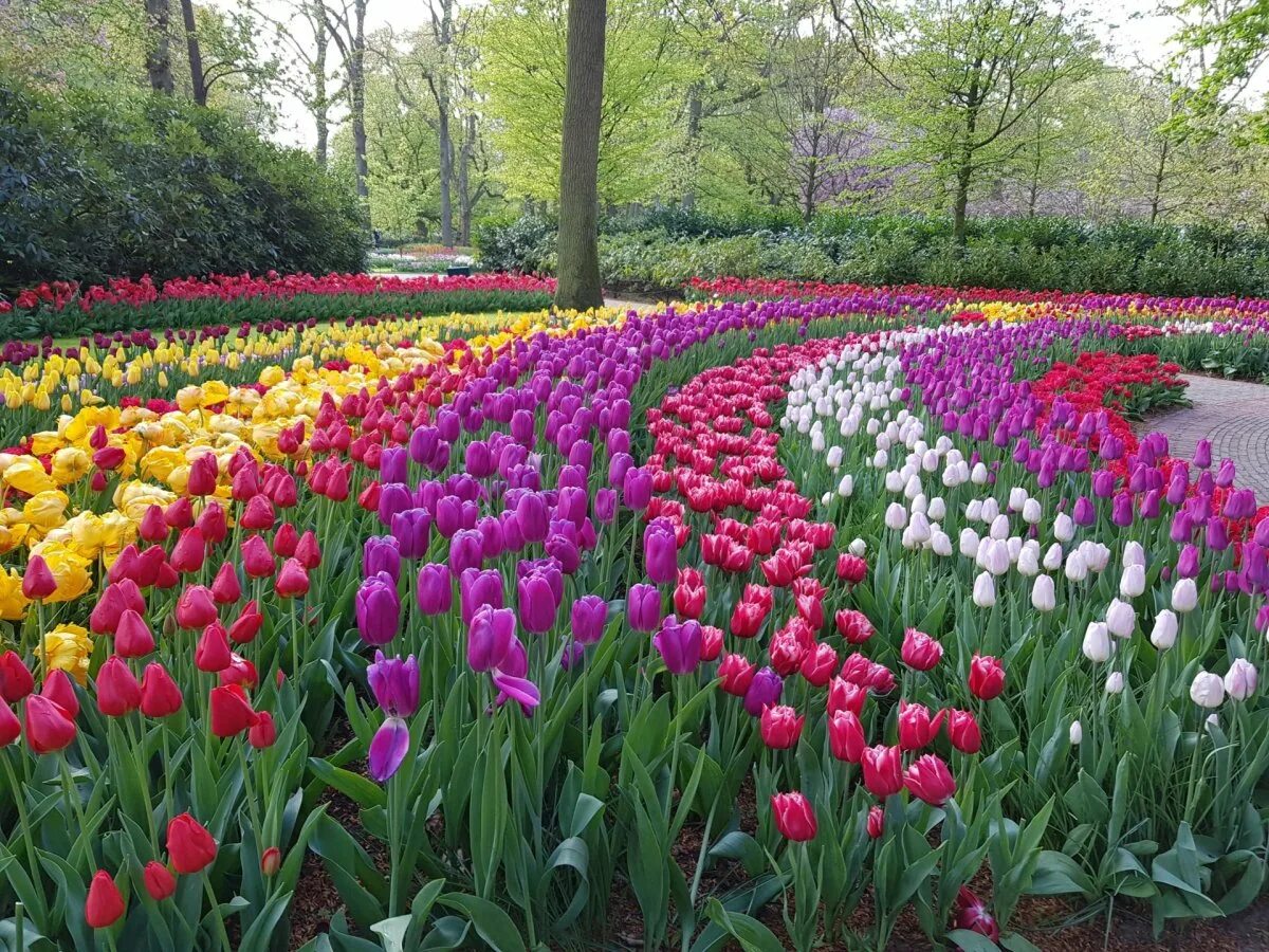 Никитский ботанический сад ялта. Фестиваль тюльпанов аптекарский огород. Парк кейкенхоф, голландия-. Ботанический сад аптекарский огород тюльпаны. Никитский ботанический сад парад тюльпанов.