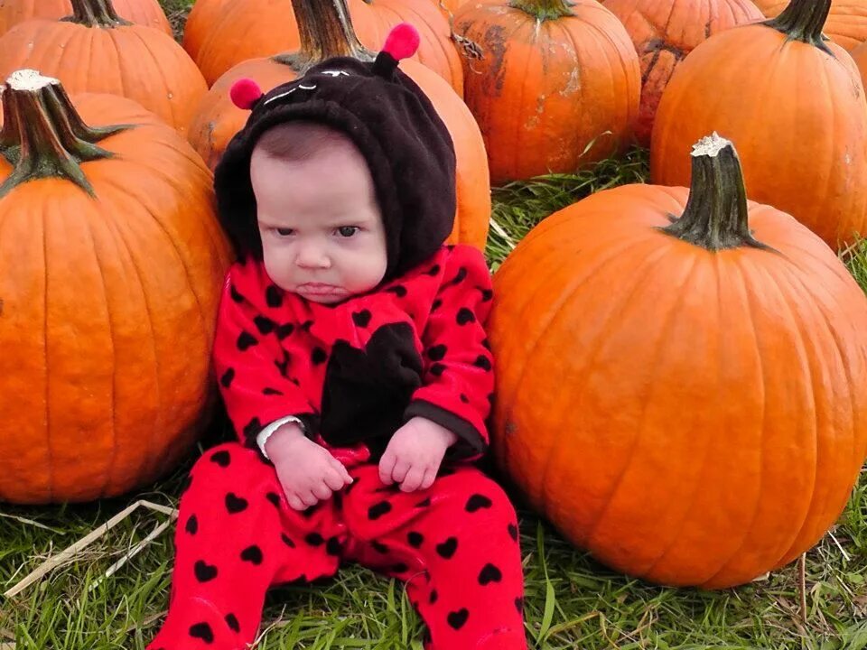 забавный хэллоуин. забавный хэллоуин. тыква прикол. веселый хэллоуин. смешные тыковки.