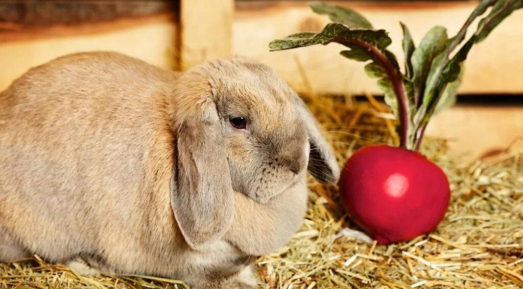Свекла кроликам можно давать. Еда для кроликов декоративных. Кролик в редиске. Кролик ест редиску. Кролик ест свеклу.