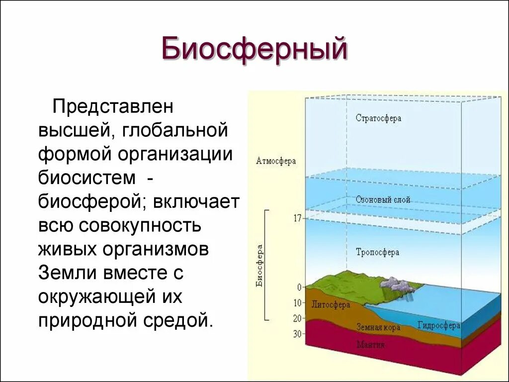 Биосферный уровень. Биосферный уровень организации. Биосферный уровень организации жизни. Биосферный уровень жизни. Задания по теме биосфера