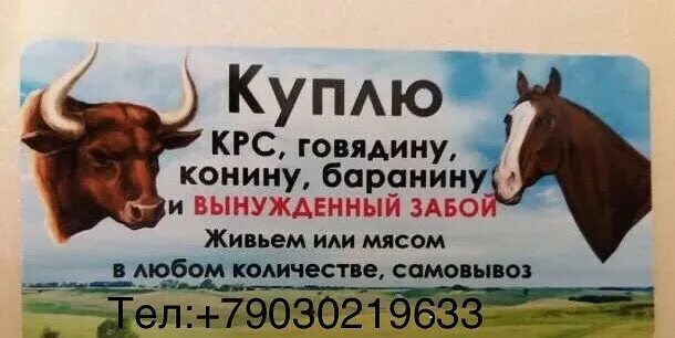 Визитки закуп крс. Быки производители для искусственного осеменения. Закуп крс живым весом. Объявления закупаю крс. Куда сдать быка.