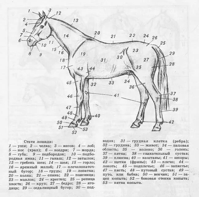 Анатомия лошади названия частей тела. Топография тела лошади. Области тела животного анатомия лошади. Топография статей лошади.