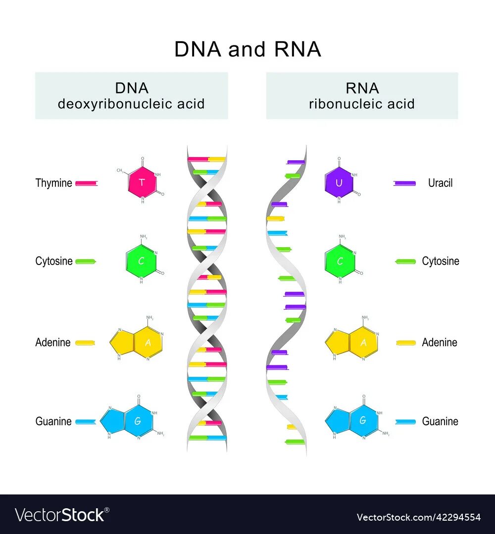 DNA and RNA differences. Молекула РНК. ДНК И РНК. Структура молекулы ДНК И РНК.