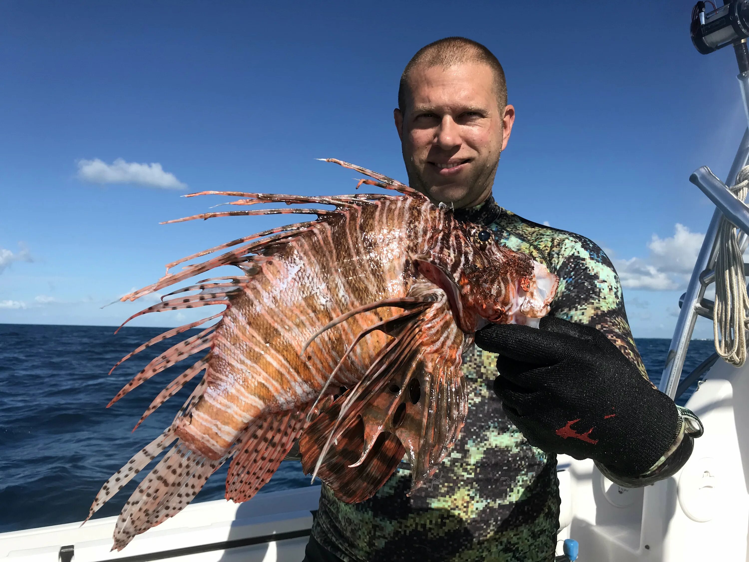 рыба крылатка зебра. полосатая крылатка. рыба бабочка крылатка. крылатка-зебра чернополосая. ядовитая рыба крылатка.