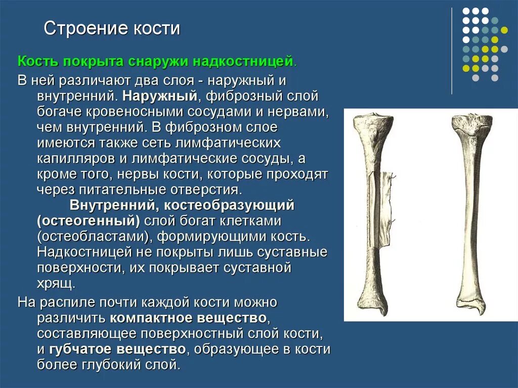 Какая структура обеспечивает кости в ширину. Строение кости. Кость строение. Строение кости надкостница. Наружный слой кости.