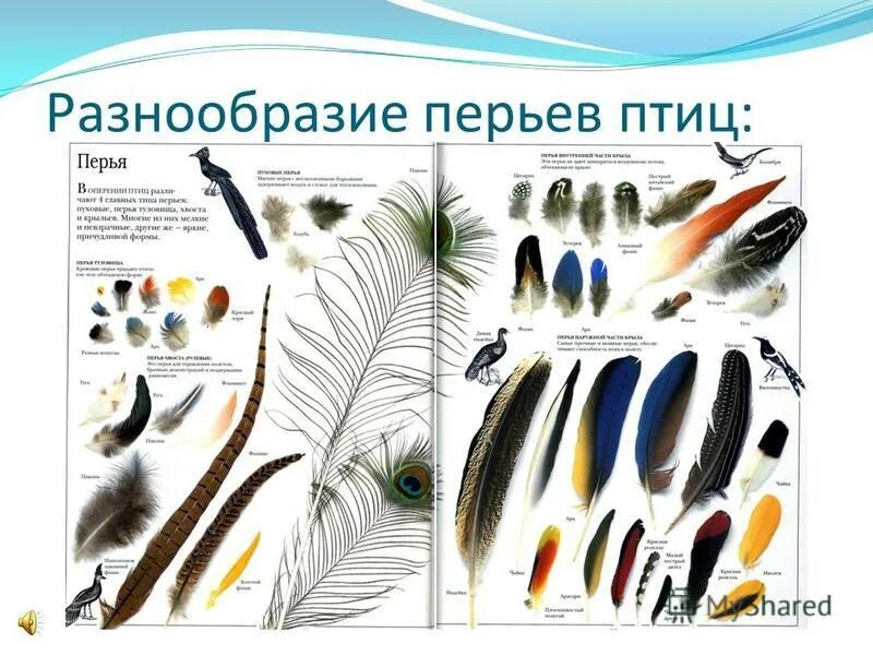 Характеристика пера птицы. Перья птиц. Разнообразие перьев птиц. Перья птиц с названиями. Типы перьев у птиц.
