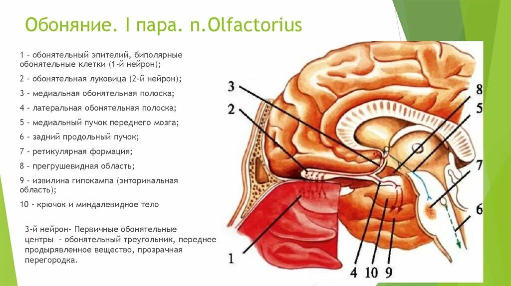 Обонятельный тракт анатомия. Обонятельный нерв путь. Обонятельный нерв схема неврология. Обонятельный нерв анатомия схема. 1 нерв обонятельный