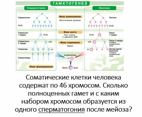 Гаметогенез количество хромосом и днк. Образование половых клеток гаметогенез таблица. гаметогенез схема. схема гаметогенеза у человека. фазы гаметогенеза таблица.
