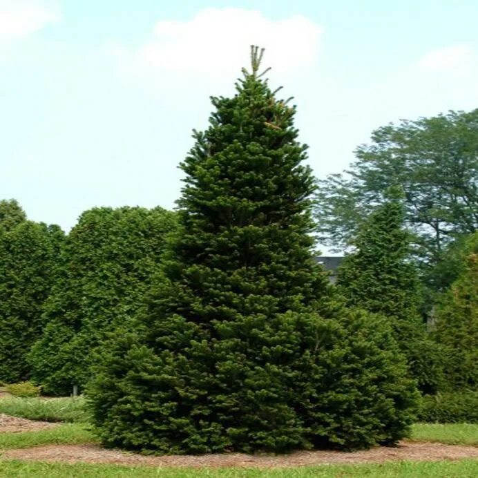 Пихта высота. Сорт елки пихта фразера. Пихта koreana. Пихта сибирская габитус. Пихта высота.