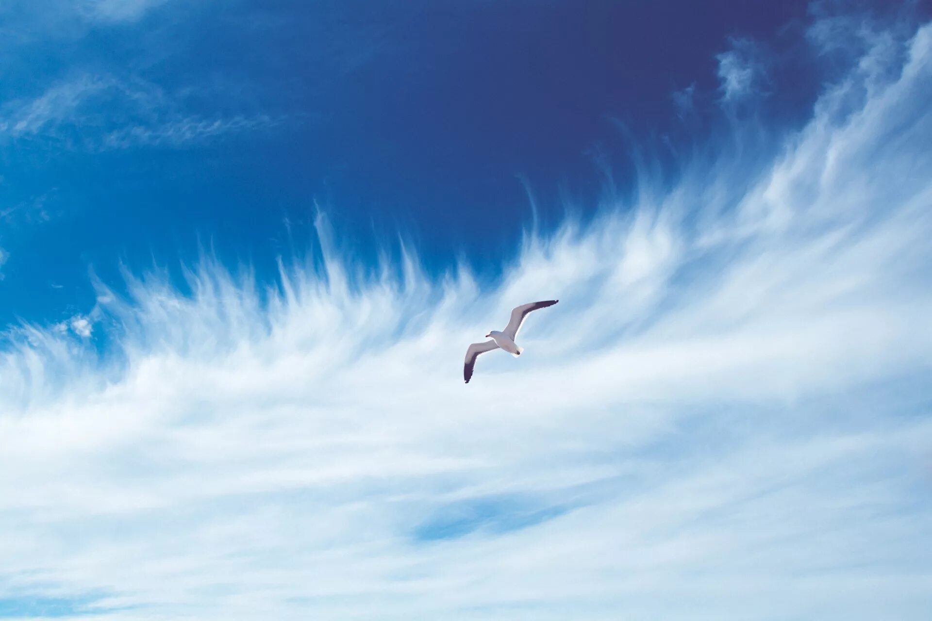 Синяя птица облака. Птицы в небе. Птица парит в небе. Полет в небе. Красивые облака.