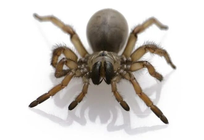 Паук сонник значение. Aptostichus barackobamai. barackobamai паук aptostichus. паук сонник.