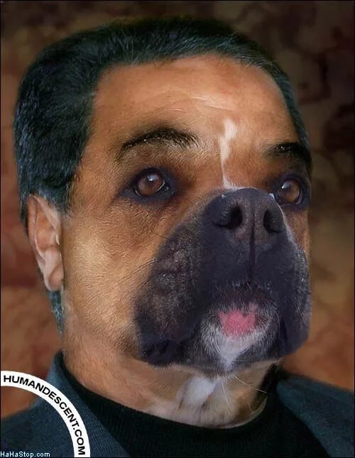 Как выглядит голова собаки Workshop Steam::we are barack