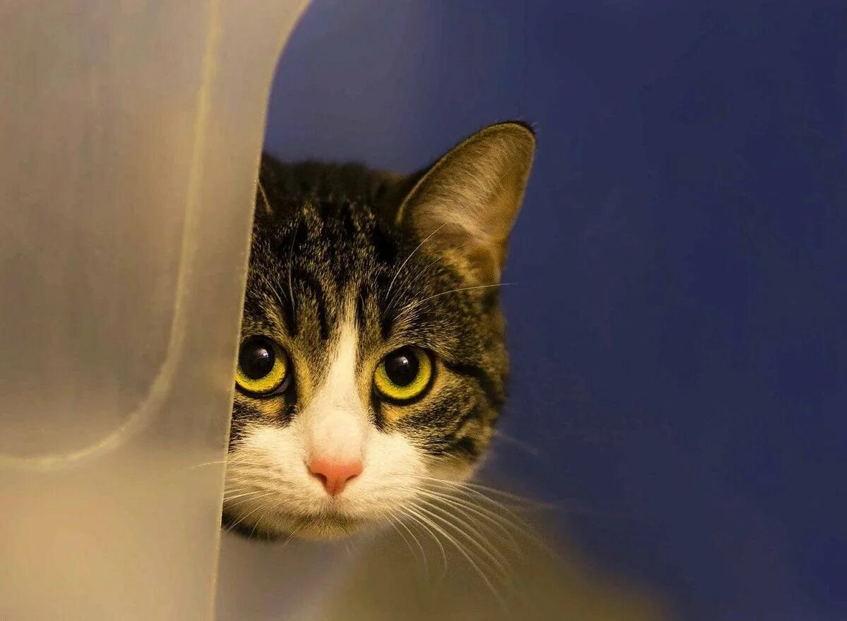 Очень пугливый кот. Пугливый кот. Кошка испугалась. Испуганный. Очень испуганный кот.