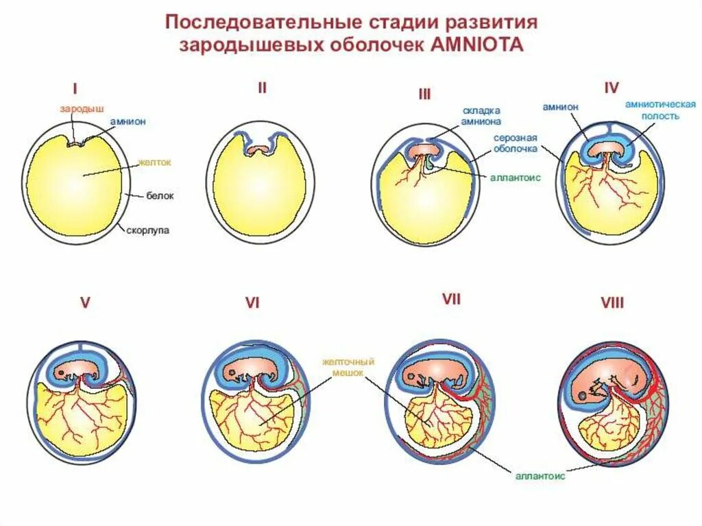 Развитие эмбрионов у пресмыкающихся. Схема развития зародышевых оболочек. Стадии развития зародыша и образования зародышевых оболочек амниот. Зародышевые оболочки амниот. Зародышевые оболочки яйца.