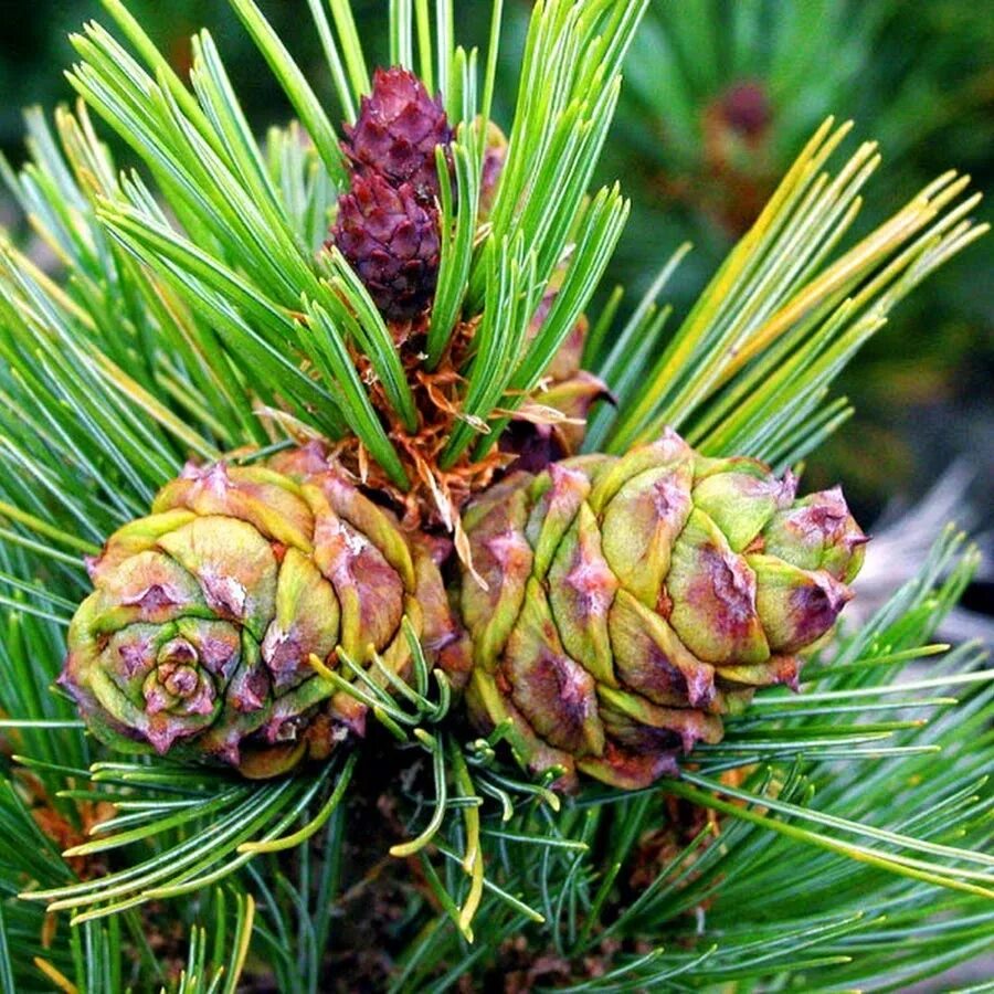 Пихта грациозная. Picea abies magnifica aurea. Хвойник серебристый. Пихта кавказская нордмана шишки. Мафусаил дерево молния.