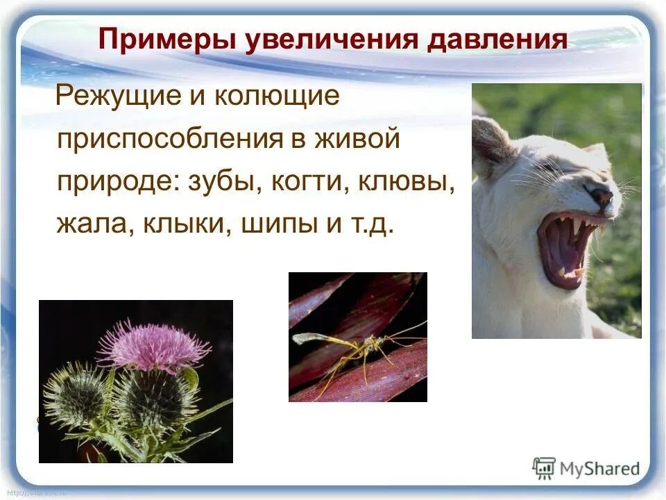 уменьшение давления в природе. уменьшение и увеличение давления. примеры увеличения площади. уменьшение давления в природе. проект реконструкции дачного дома.