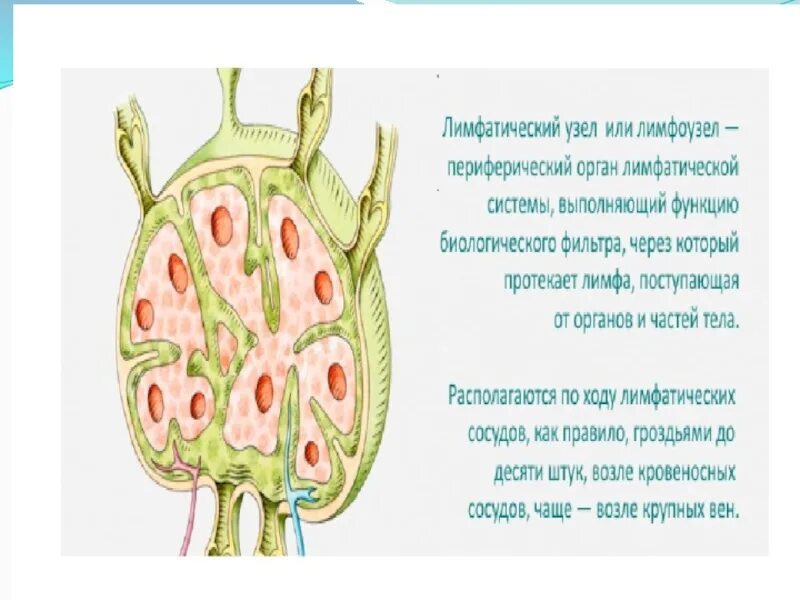 Лимфа выделяется через кожу причины. Лимфатическая система презентация. лимфатическая система п. состав лимфатической системы. лимфа это в биологии.
