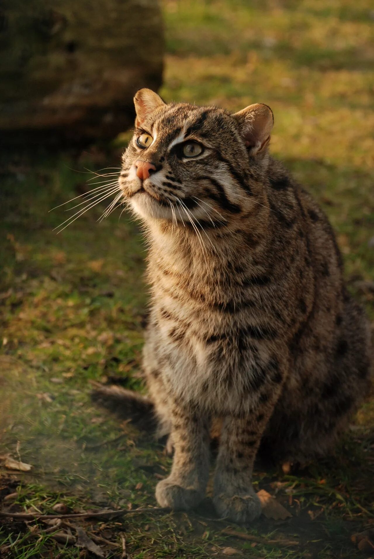 Виверровый кот рыболов. Бенгальский камышовый кот. Дикий виверровый кот. Дикий виверровый кот рыболов.