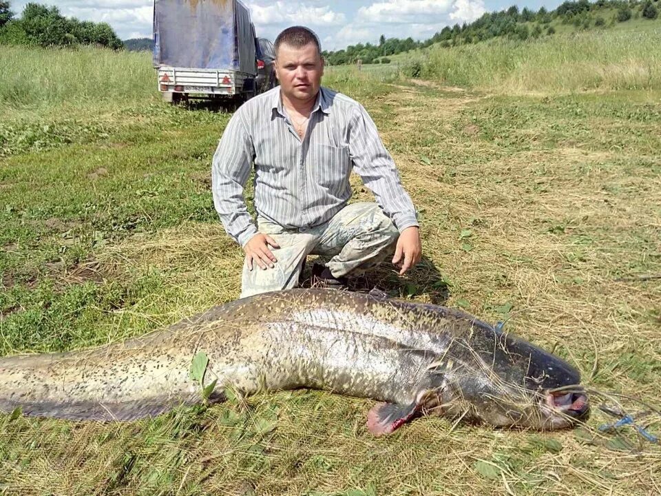 Самая крупная рыба. Самая большая рыба в Каме. Сом на Каме в Пермском крае.