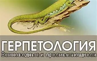 Что такое автотомия в биологии