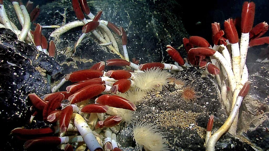 С участием живых организмов происходит мирового океана. Трубчатые черви» рифтии. Глубоководные черви Вестиментиферы. Морские трубчатые черви Lamellibrachia. Riftia Pachyptila.