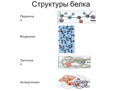 Строение белков первичная вторичная