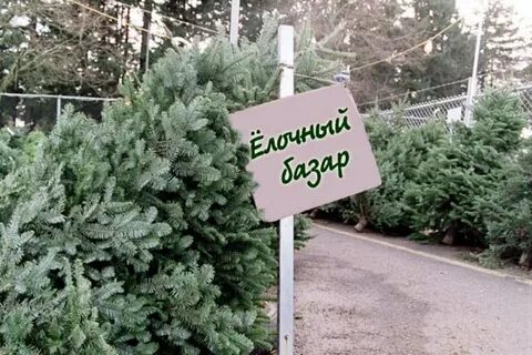 Почем ели