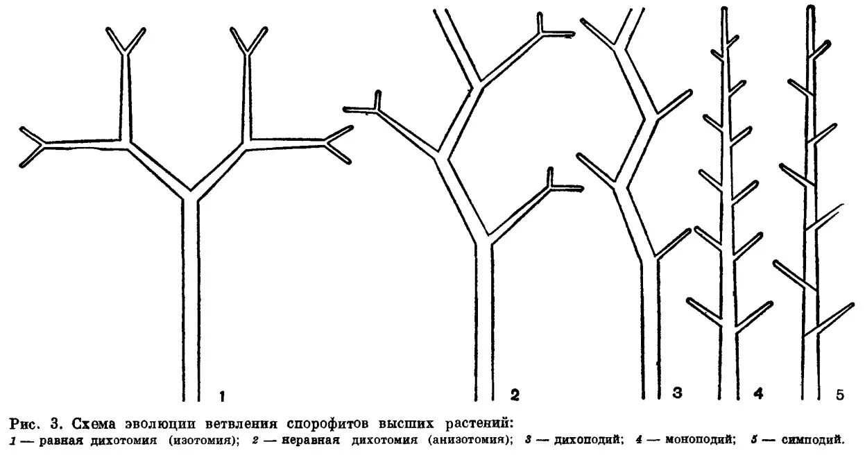 Схемы ветвления побегов. Схемы типов ветвления побегов. Схемы различных типов ветвления побегов. Типы ветвления побегов дихотомическое.