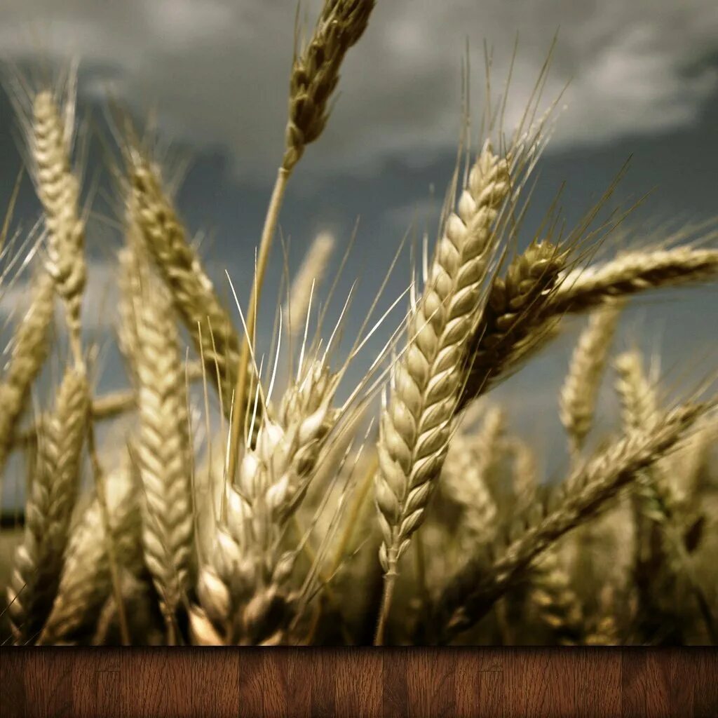 Колосок пшеницы. Пшеница фон. Пшеница Безостая 1. Пшеница картинки. Ооо пшеничное