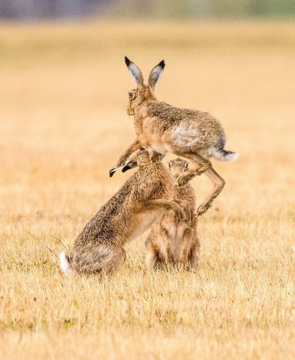 Два бегущих зайца. Зайцы дерутся. Заяц-русак. Заяц бежит фото. Зайцы дерутся.