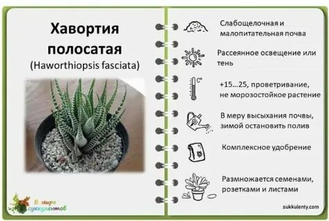 Алоэ экологическая группа