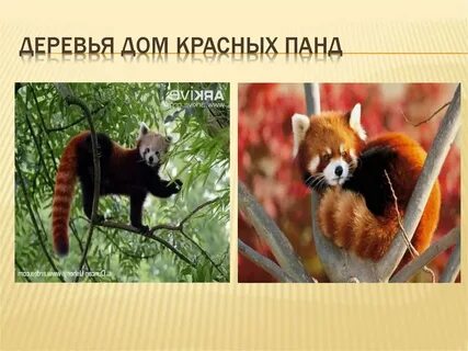 Текст про красную панду